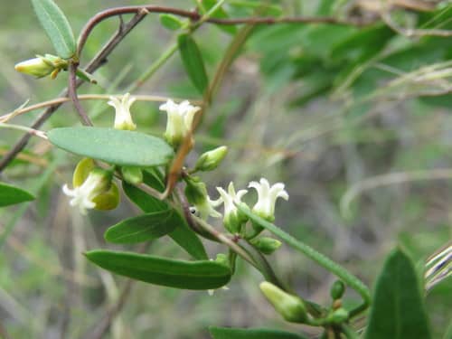 Magic Ridge Sanctuary - Image 2