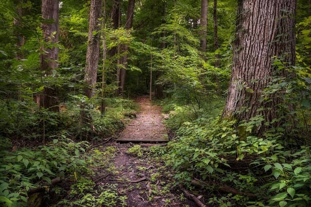 Fogwell Forest - ACRES Land Trust - Image 2