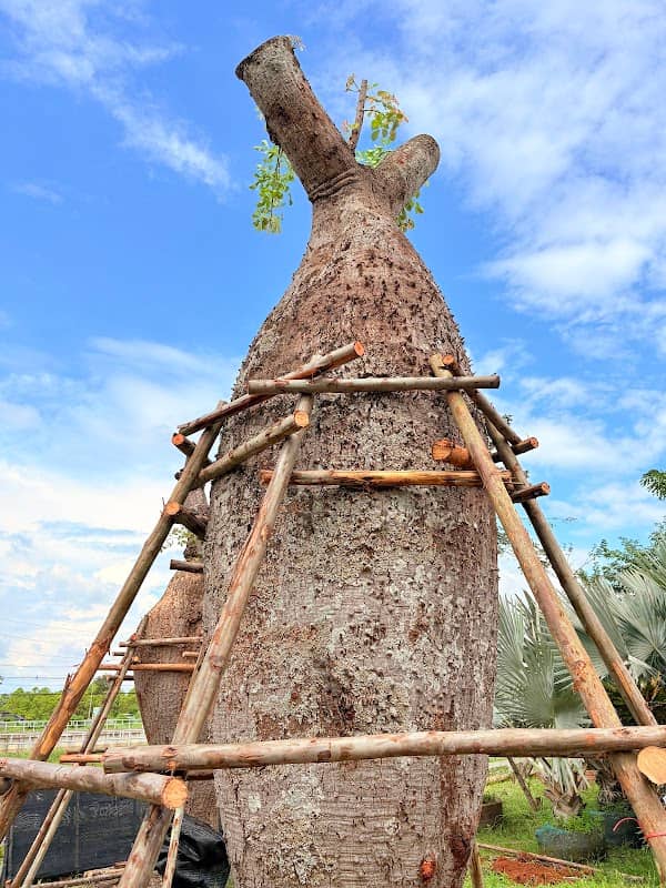 Nana Garden สวนนะนาการ์เด้น - Image 1