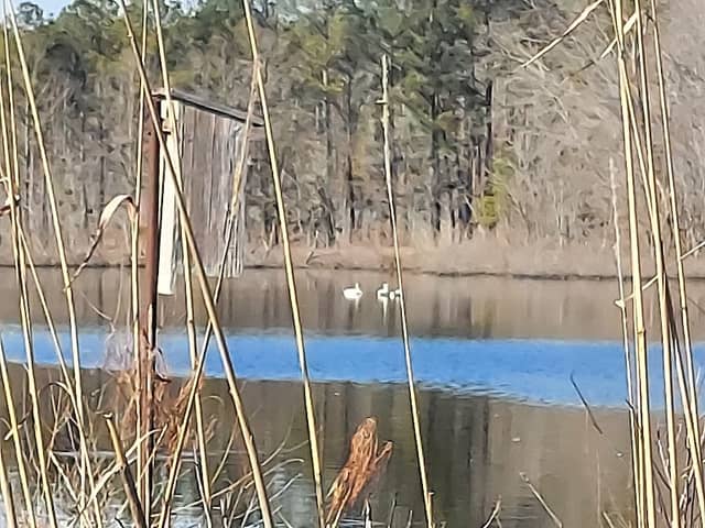 Viewing Blind - Image 2