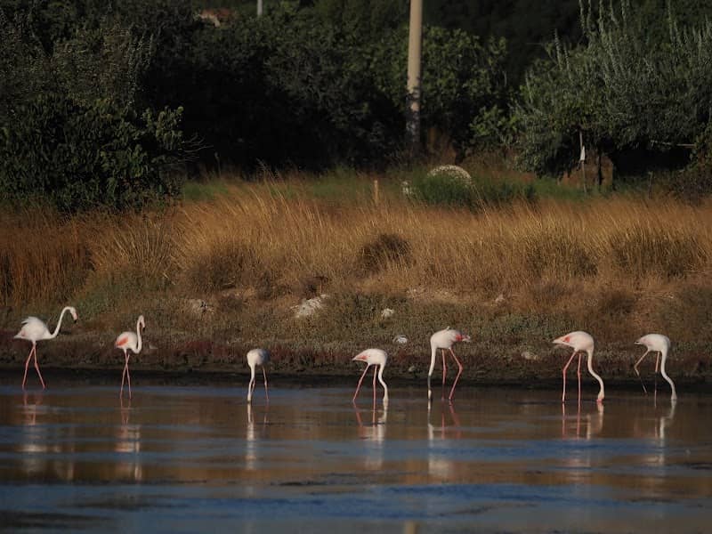 Birds of Alaçati - Image 1