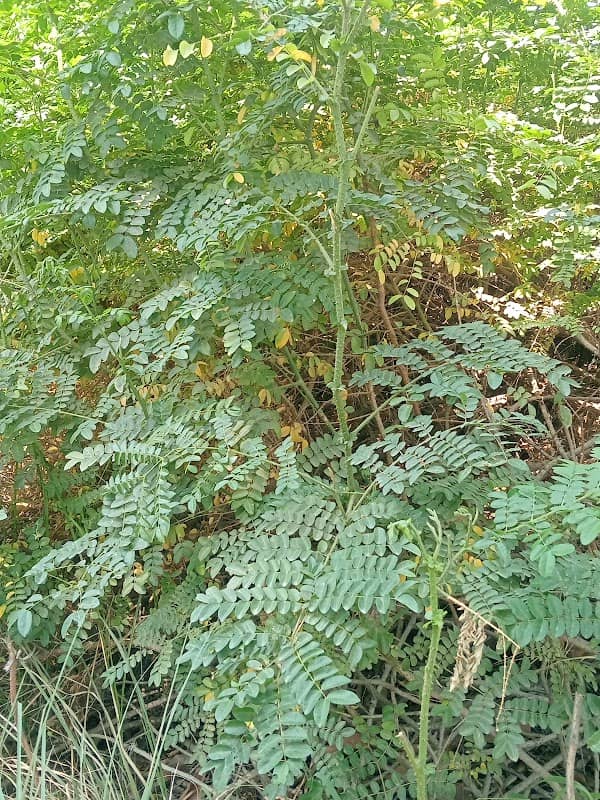 कंजा का पेड़ - Image 1