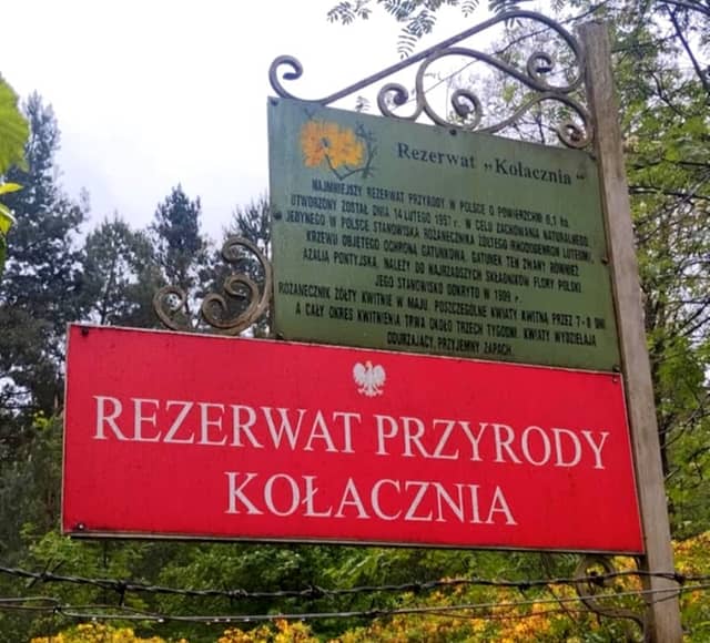Rezerwat przyrody Kołacznia - Image 1