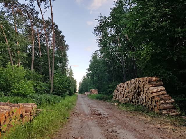 Szutrowa droga w lesie Dąbrowa - Image 1