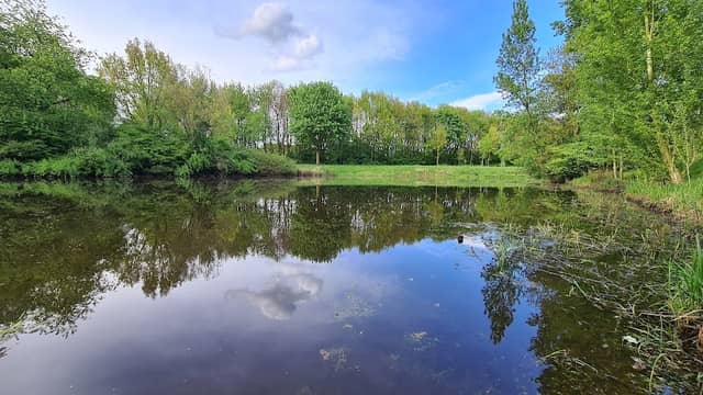 Hochzeitswald - Image 2