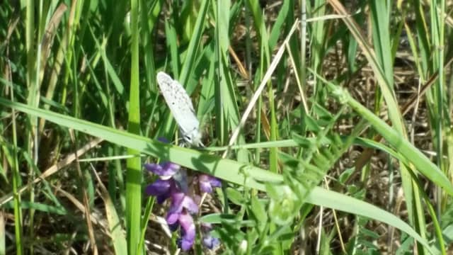 Karner blue butterfly wildlife conservation habitat - Image 2