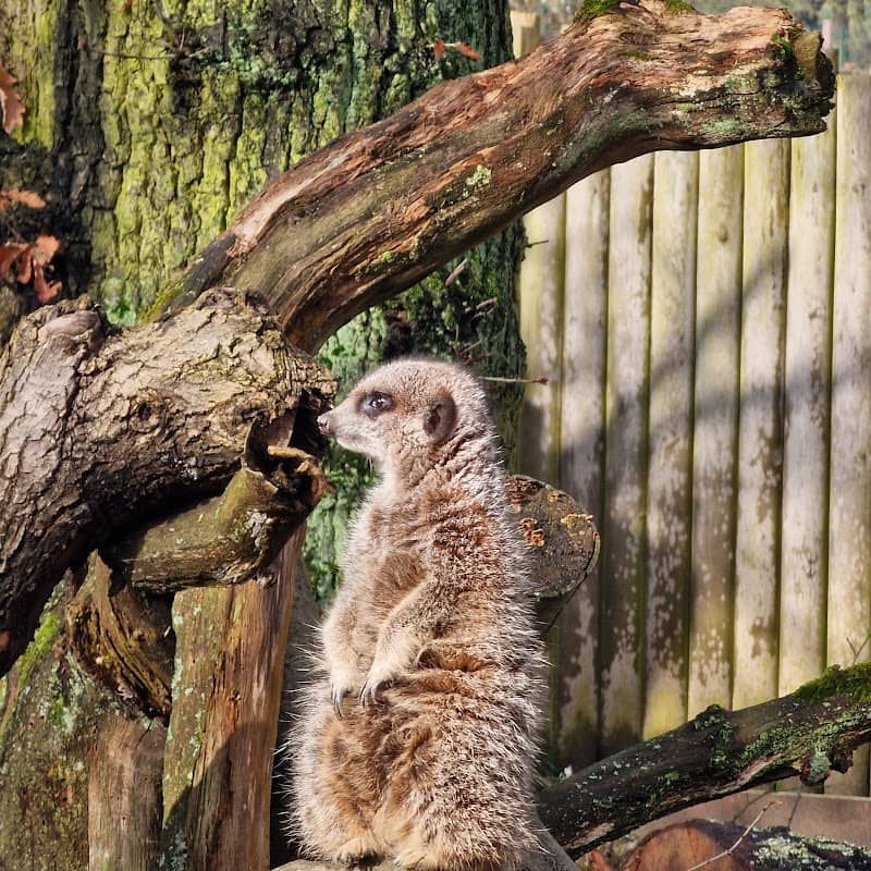 Meerkats - Image 1