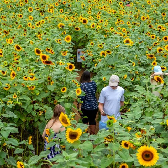 Lyman Orchards Sunflower Maze - Image 3