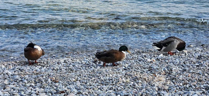 Spiaggia degli Ulivi - Image 2