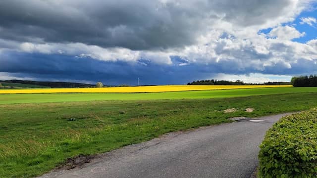 Baum der deutschen Einheit - Image 1