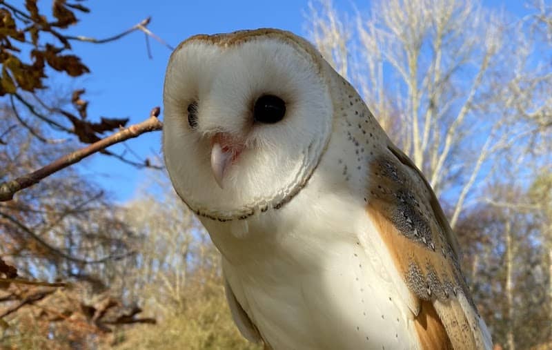 Barn Owl Walks - Image 1