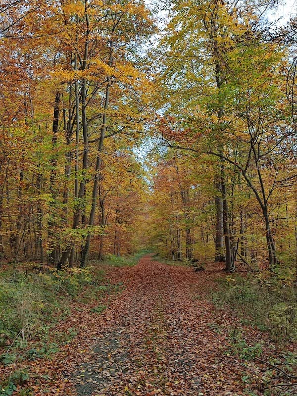 Harly-Wald - Image 2