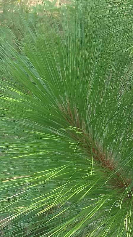 Volusia Sandhill Ecosystem - Image 2