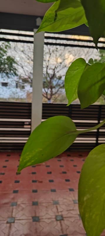 Park of " Poonga Nagar" - Image 1