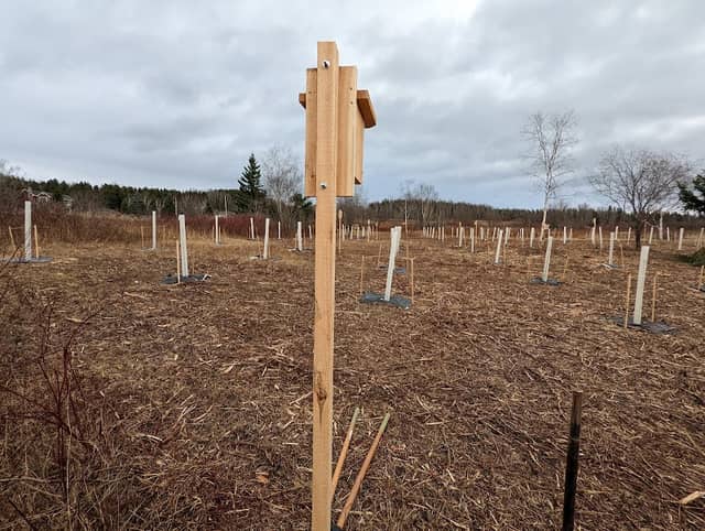 American Chestnut Germplasm Conservation Orchard - Image 1