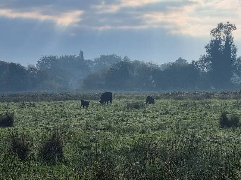 Norah Hanbury-Kelk Meadows - Image 1