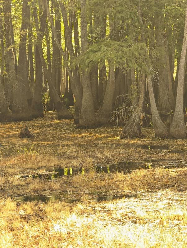 International Park - Image 1