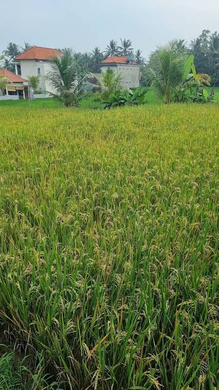 Rice Fields Walk - Image 2