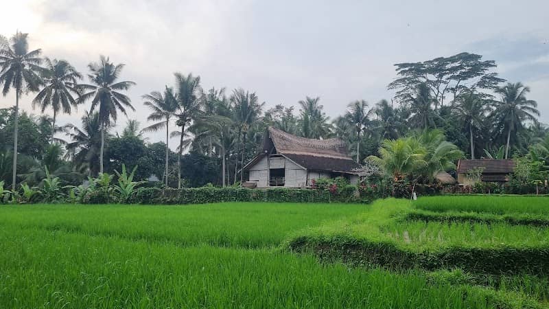 Rice Fields Walk - Image 1