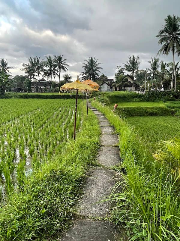 Rice Fields Walk - Image 3