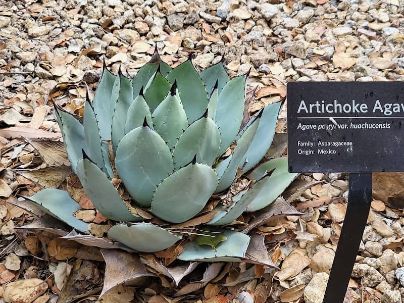 Phelan Cactus Garden - Image 1