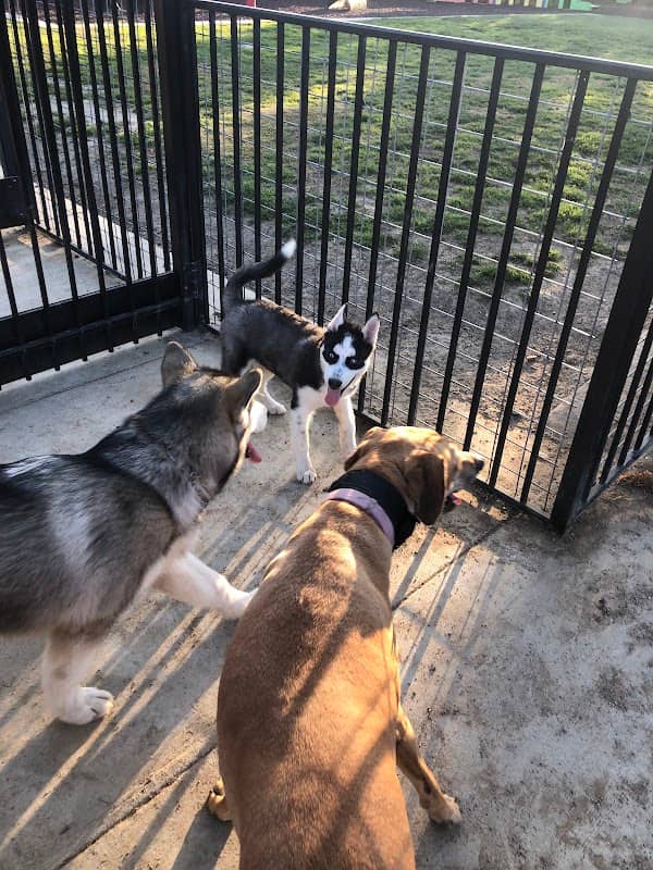 Newman Community Dog Park - Image 1
