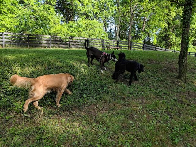 Nutro Dog Park - Image 1