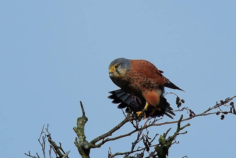 NWT Sweet Briar Marshes (east) - Image 2