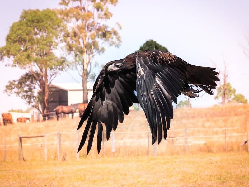 Full Flight Birds of Prey Centre - Image 1