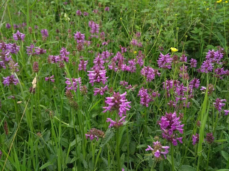 Green Vale Fields - Image 1