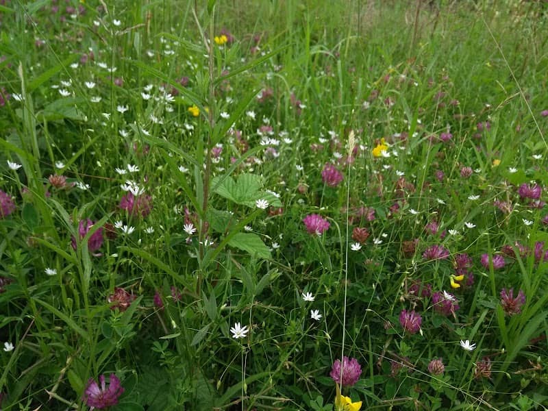Green Vale Fields - Image 2