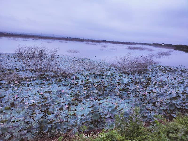 Lotus Pond garden (AJSR) - Image 2
