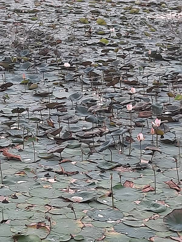 Lotus Pond garden (AJSR) - Image 1