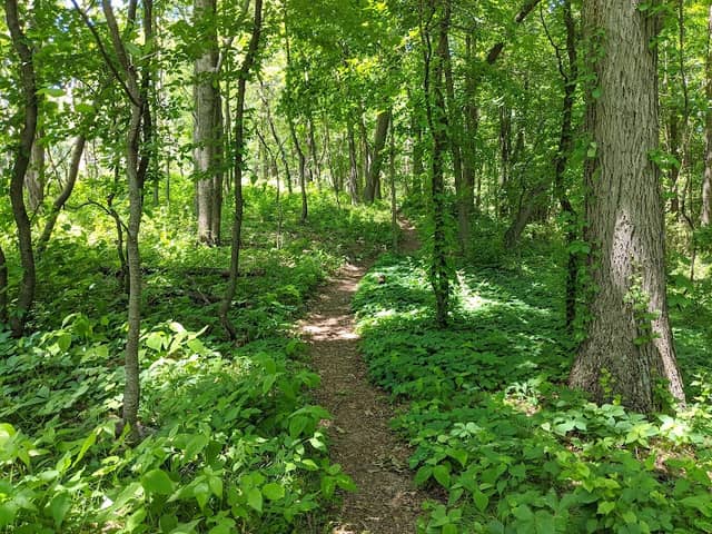 Brower Lake Nature Preserve - Image 2