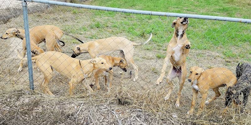 Abilene Greyhound Park Inc - Image 1