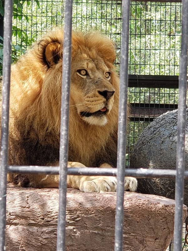 Washington Park Zoo, Michigan City Zoo - Image 3