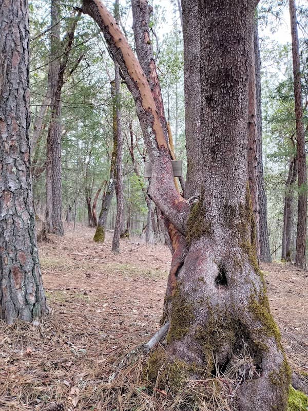 Beebe Woods Trails - Image 2