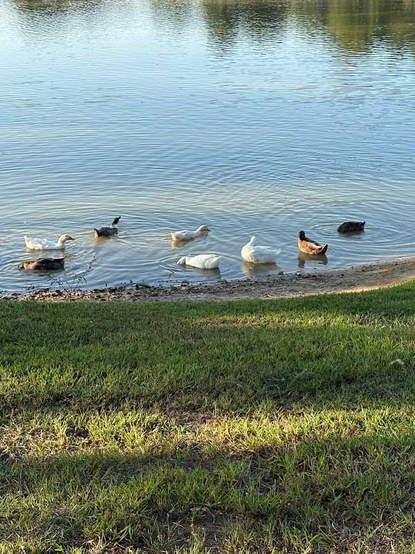 Lakewood park - Image 1