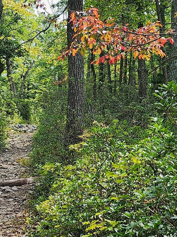 Hosack Trail - Image 1