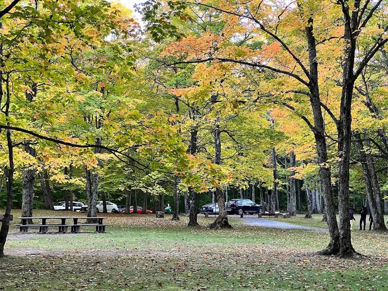 Penguin Picnic Area - Image 1