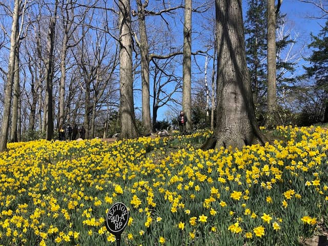 Daffodil Hill - Image 2