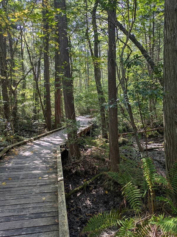 Manchester Cedar Swamp Preserve (TNC) - Image 1