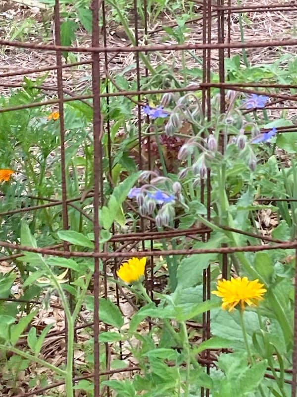 White Squirrel Community Garden - Image 2