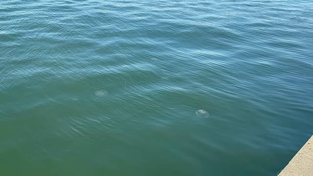 Dolphin Playground - Image 2