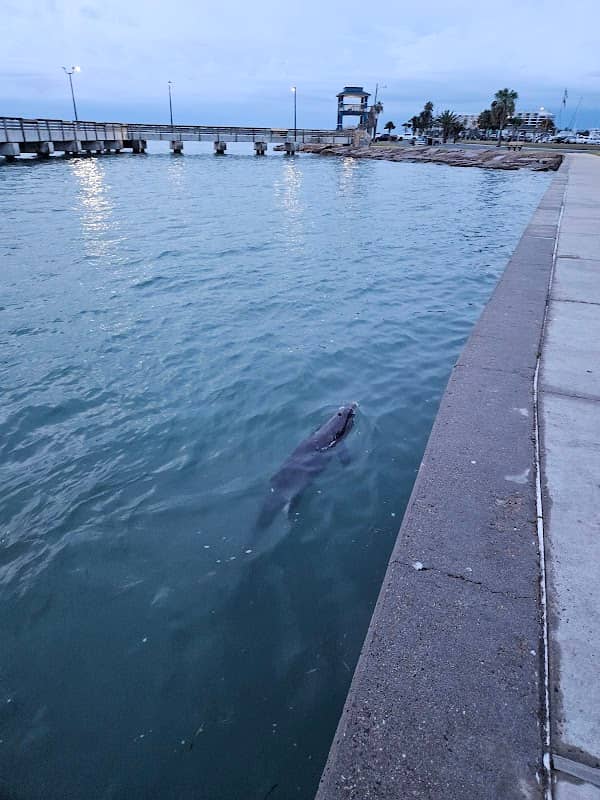 Dolphin Playground - Image 1
