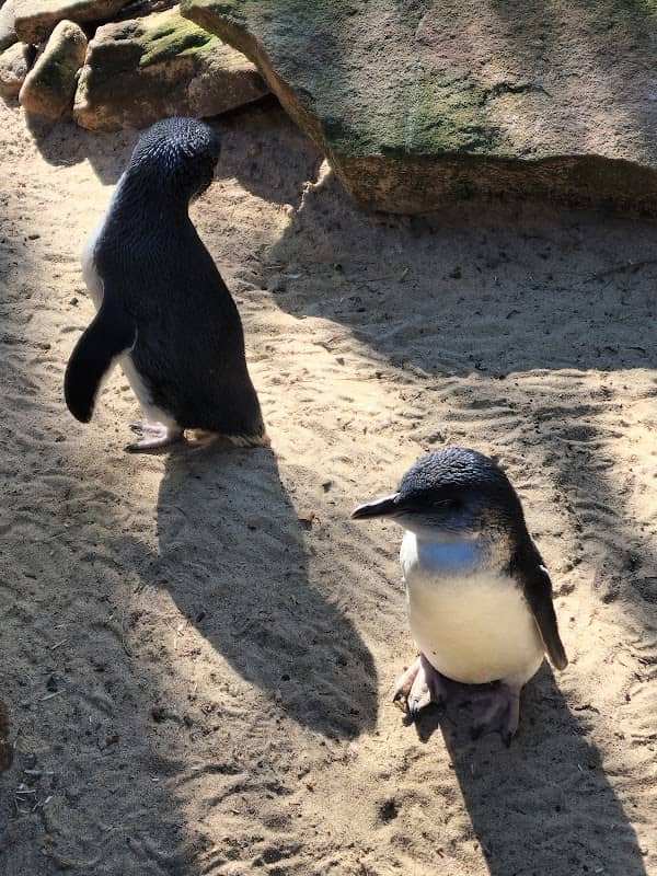 Australian Wildlife Parks - Image 3