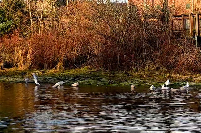Whatcom Creek Fish Ladder - Image 3