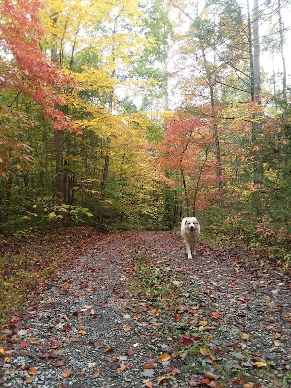 Tritt Cemetery Access Trail - Image 1