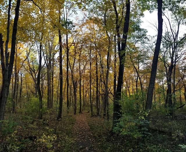 Baker Woods Forest Preserve - Image 3