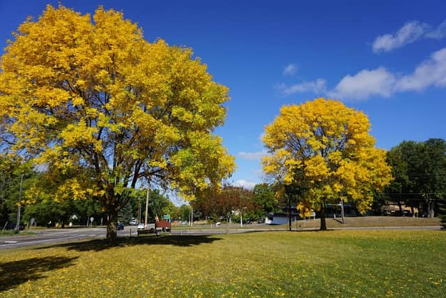 Lindey’s Park - Image 1